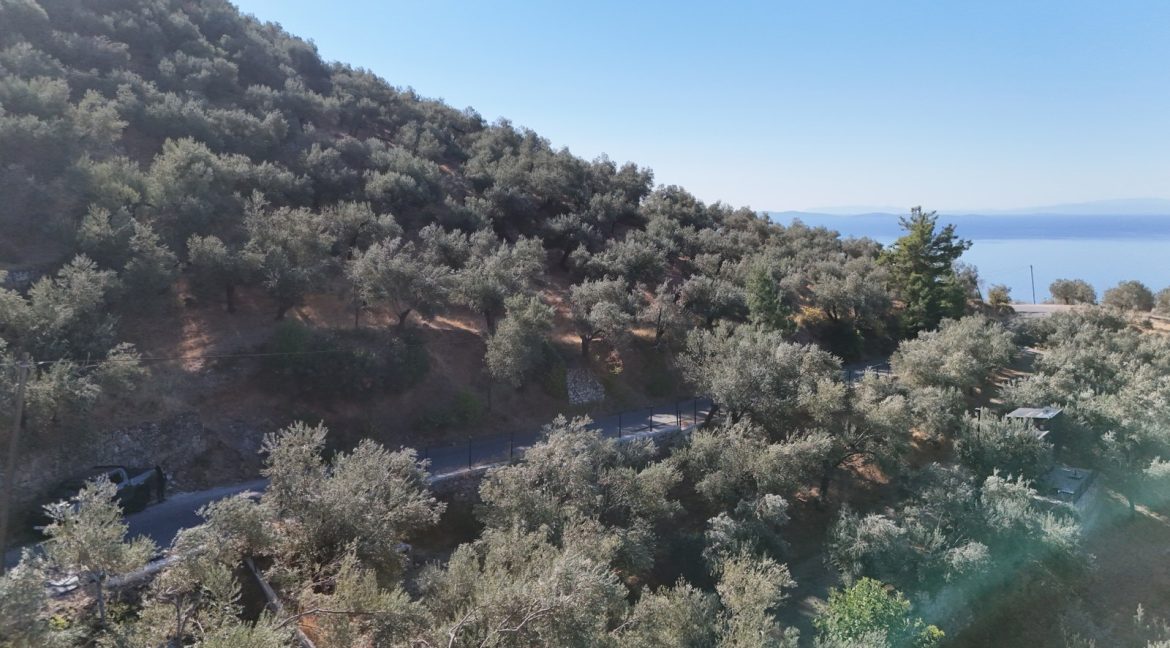 Adatepe Köyü Yoluna Cepheli Satılık Zeytinlik