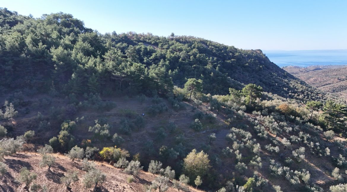 Adatepe Köyü'nde Satılık 10700 m² Zeytinlik