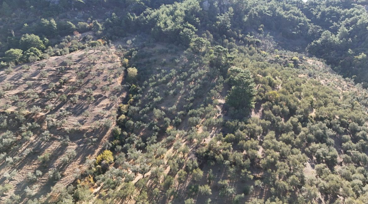 Adatepe Köyü'nde Satılık 10700 m² Zeytinlik