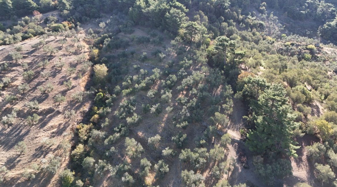 Adatepe Köyü'nde Satılık 10700 m² Zeytinlik