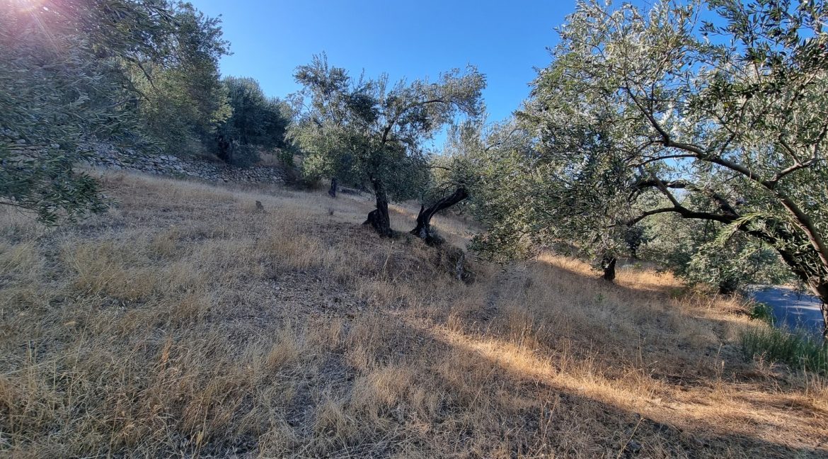 Adatepe Köyü Yoluna Cepheli Satılık Zeytinlik (4)