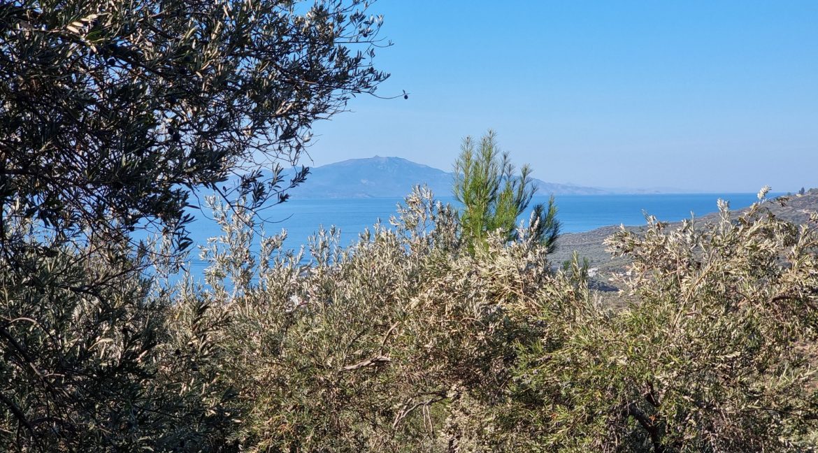 Adatepe Köyü Yoluna Cepheli Satılık Zeytinlik (5)