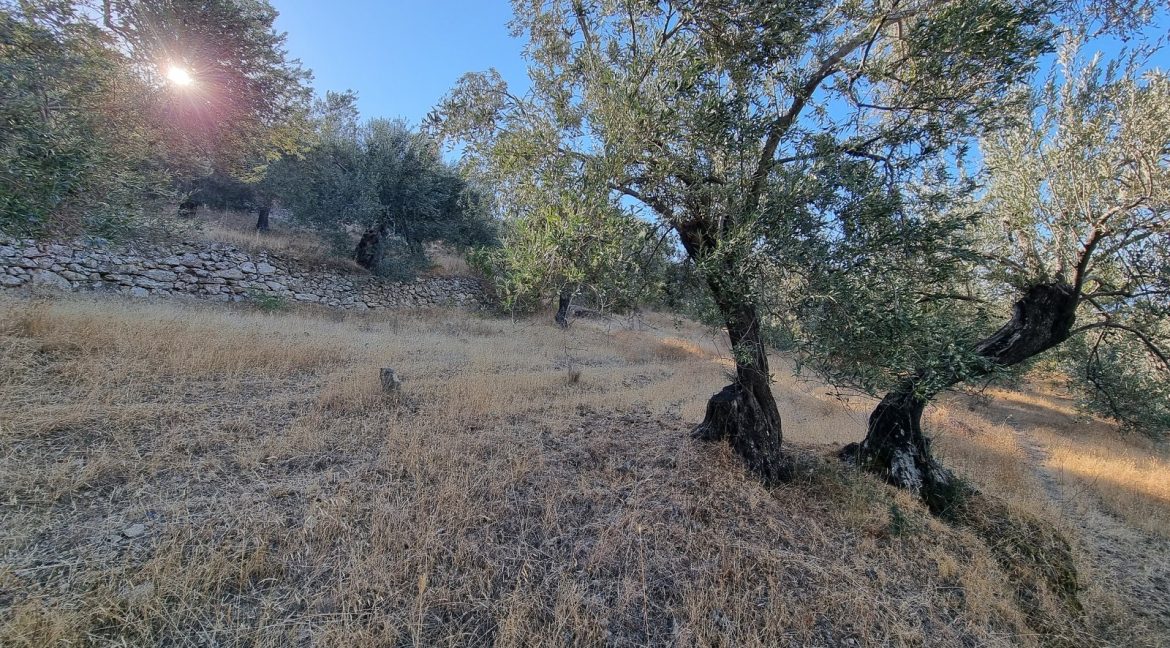 Adatepe Köyü Yoluna Cepheli Satılık Zeytinlik (6)