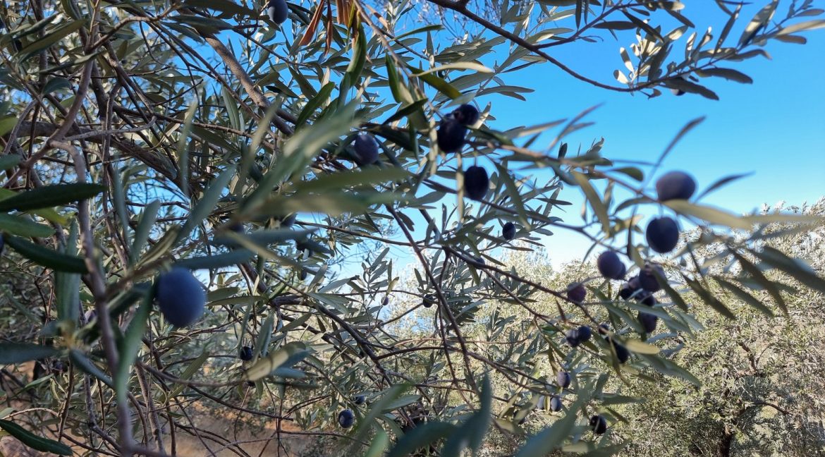 Adatepe Köyü Yoluna Cepheli Satılık Zeytinlik (7)