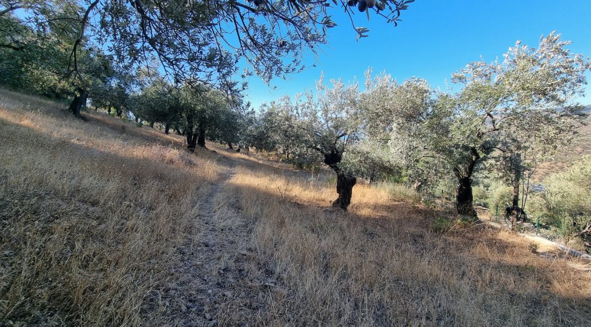 Adatepe Köyü Yoluna Cepheli Satılık Zeytinlik (8)