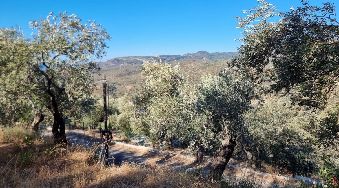 Adatepe Köyü Yoluna Cepheli Satılık Zeytinlik (9)