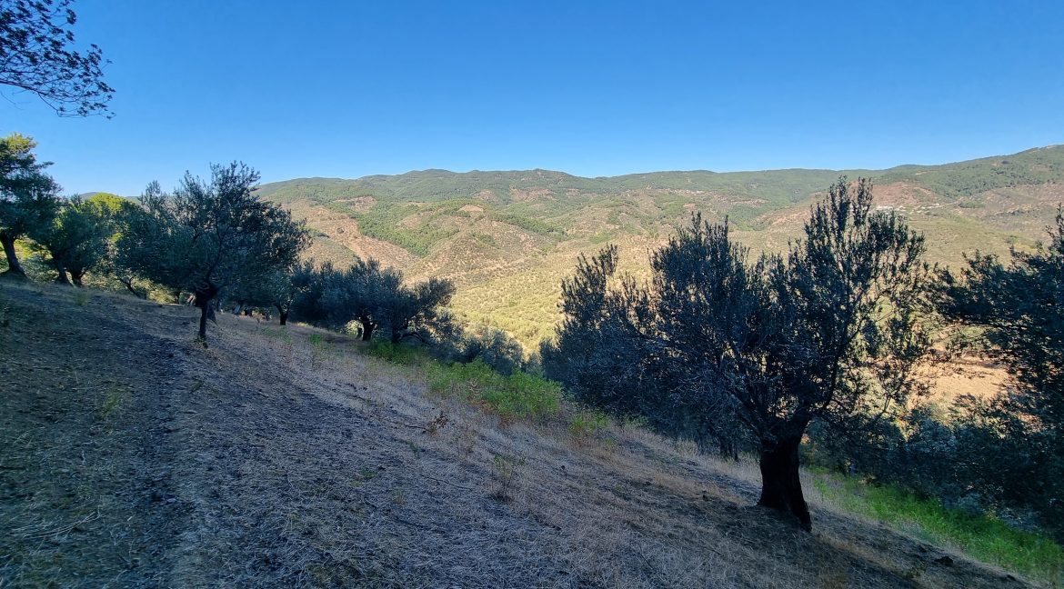 Adatepe Köyü'nde Satılık 10700 m² Zeytinlik
