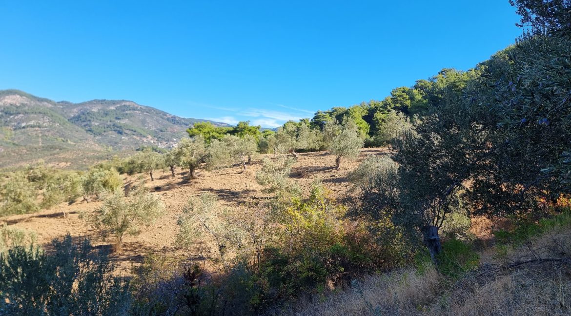 Adatepe Köyü'nde Satılık 10700 m² Zeytinlik (10)