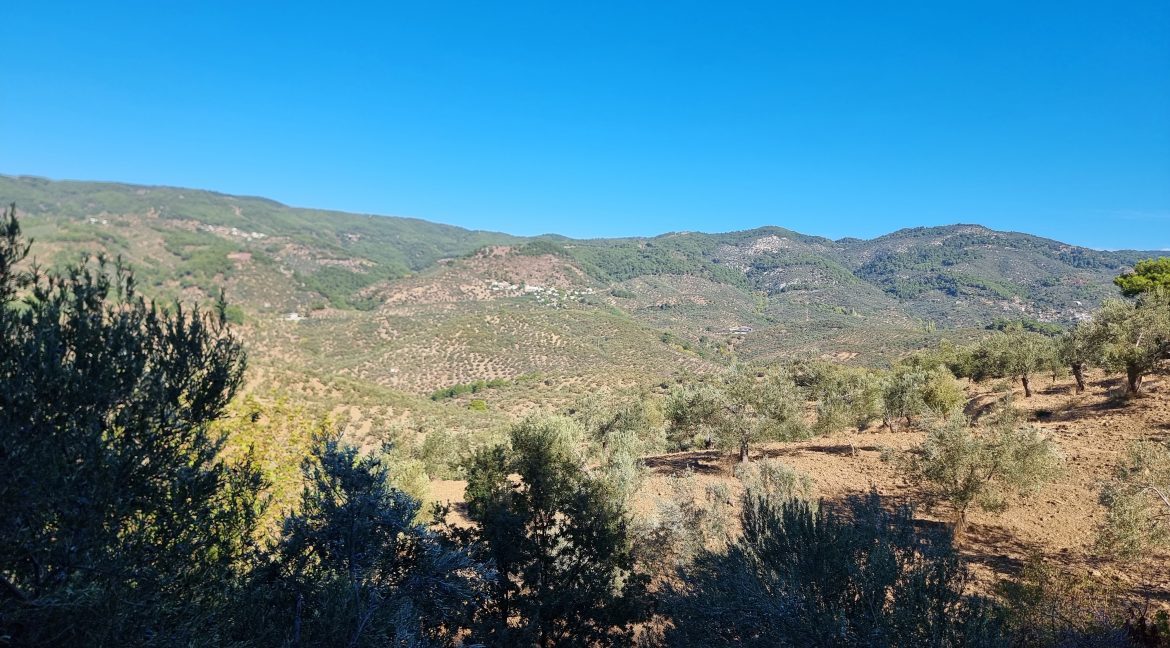 Adatepe Köyü'nde Satılık 10700 m² Zeytinlik (11)