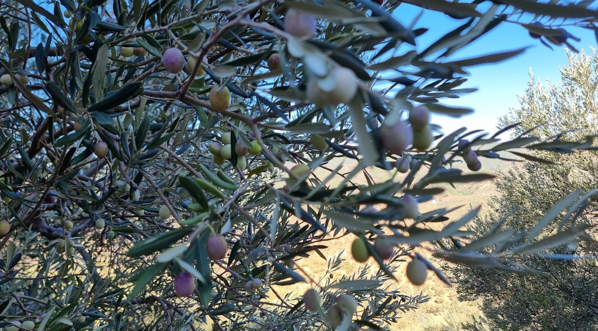 Adatepe Köyü'nde Satılık 10700 m² Zeytinlik (12)