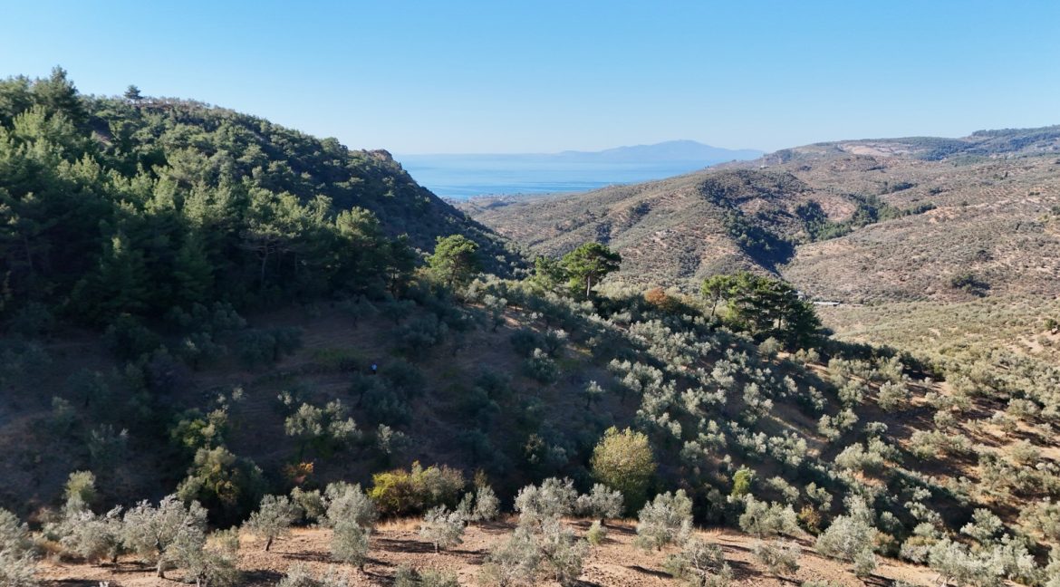 Adatepe Köyü'nde Satılık 10700 m² Zeytinlik