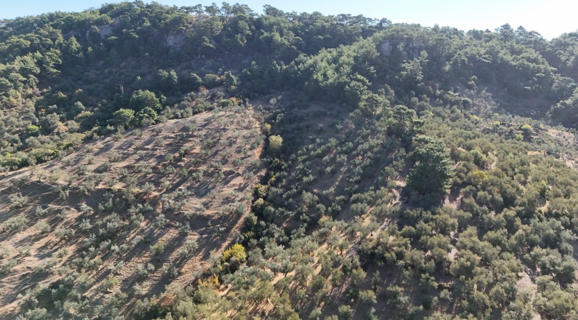 Adatepe Köyü'nde Satılık 10700 m² Zeytinlik
