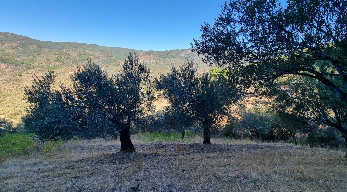Adatepe Köyü'nde Satılık 10700 m² Zeytinlik (2)