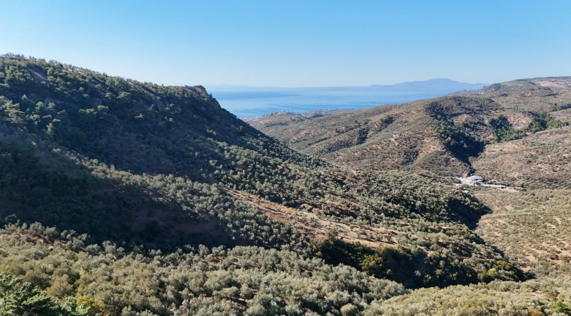 Adatepe Köyü'nde Satılık 10700 m² Zeytinlik