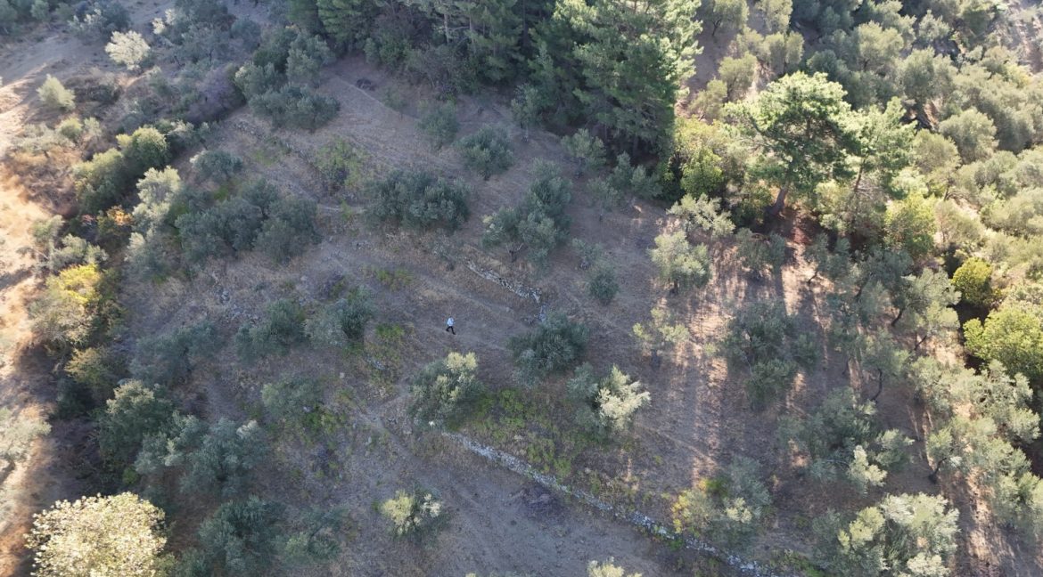 Adatepe Köyü'nde Satılık 10700 m² Zeytinlik