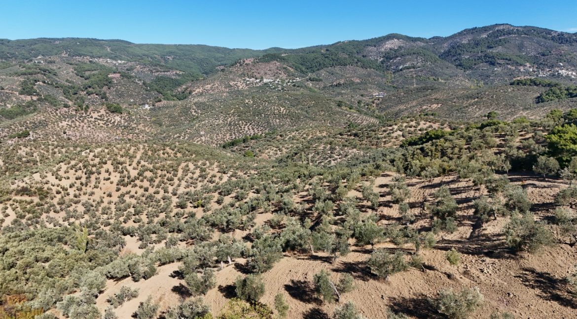 Adatepe Köyü'nde Satılık 10700 m² Zeytinlik
