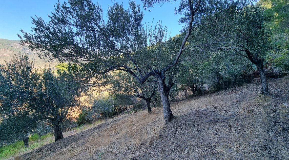 Adatepe Köyü'nde Satılık 10700 m² Zeytinlik (3)