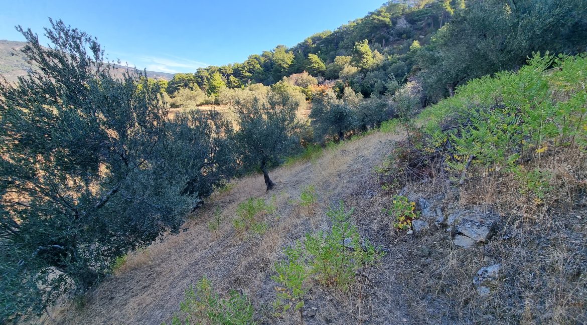Adatepe Köyü'nde Satılık 10700 m² Zeytinlik (4)