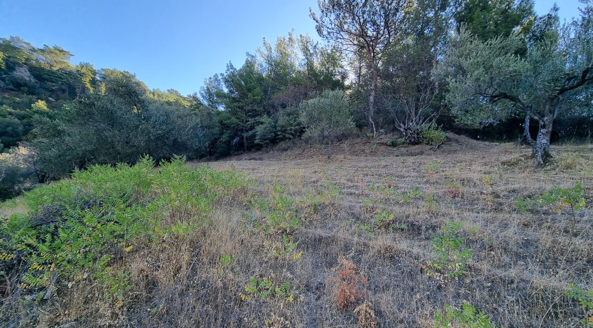 Adatepe Köyü'nde Satılık 10700 m² Zeytinlik (5)