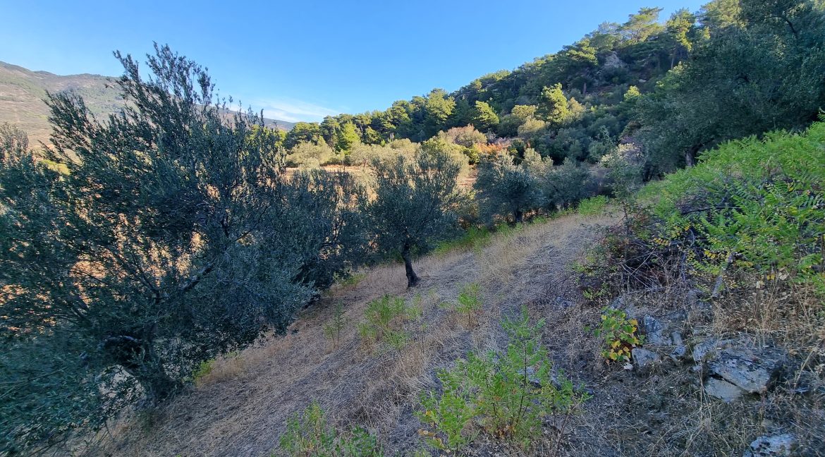Adatepe Köyü'nde Satılık 10700 m² Zeytinlik (6)
