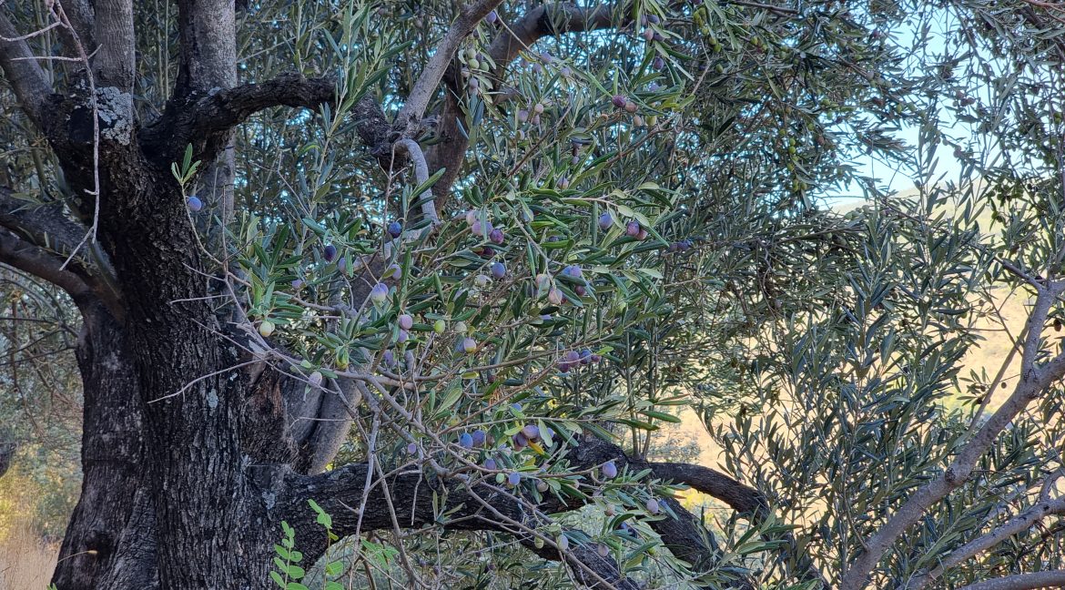 Adatepe Köyü'nde Satılık 10700 m² Zeytinlik (7)