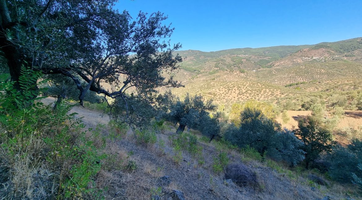 Adatepe Köyü'nde Satılık 10700 m² Zeytinlik (8)