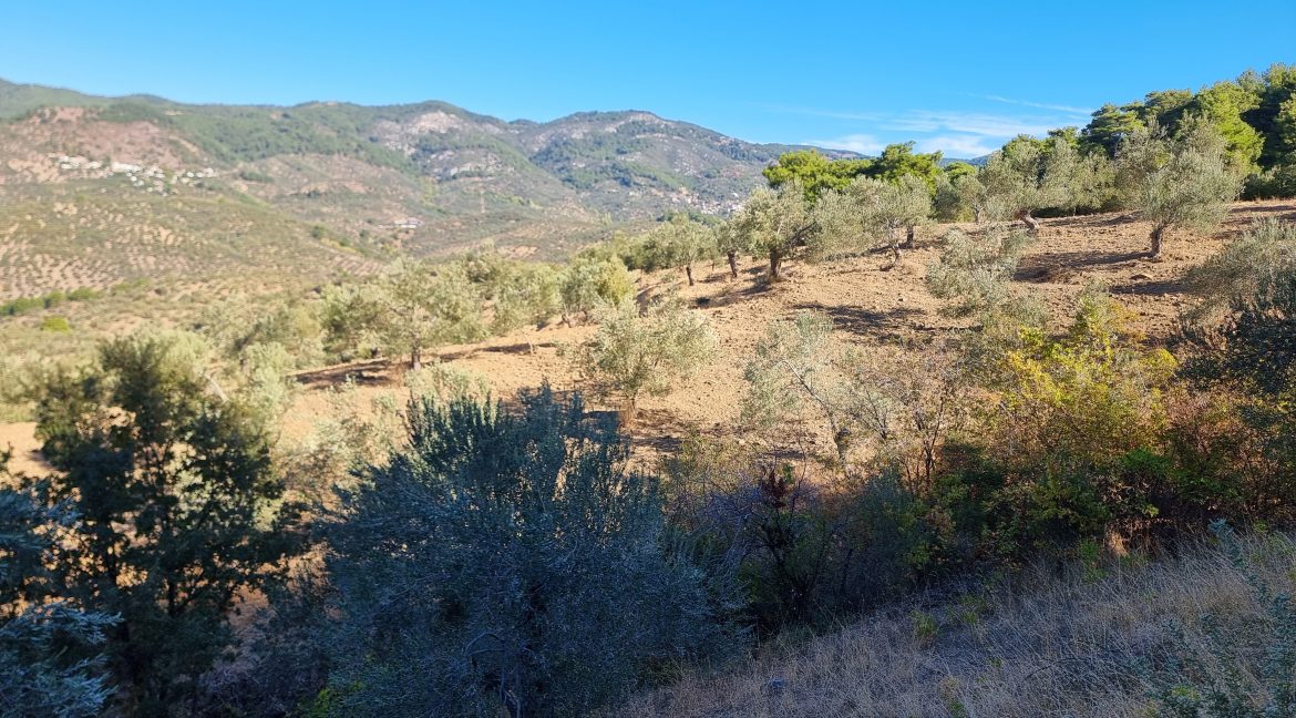 Adatepe Köyü'nde Satılık 10700 m² Zeytinlik (9)