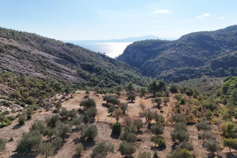Arıklı Köyü'nde Satılık Muhteşem Manzaralı Zeytinlik