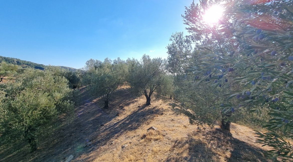 Bahçedere Köyü'nde Satılık Yol Cepheli 13 Dönüm Zeytinlik (10)