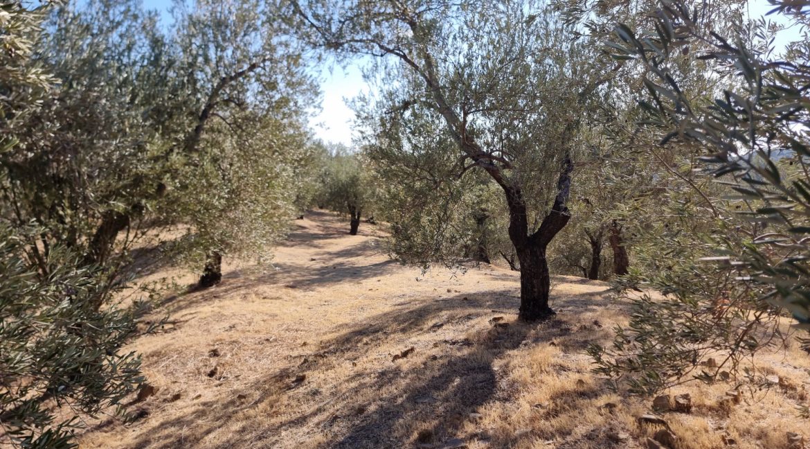 Bahçedere Köyü'nde Satılık Yol Cepheli 13 Dönüm Zeytinlik (14)