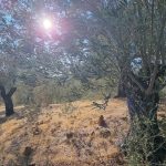 Bahçedere Köyü'nde Satılık Yol Cepheli 13 Dönüm Zeytinlik