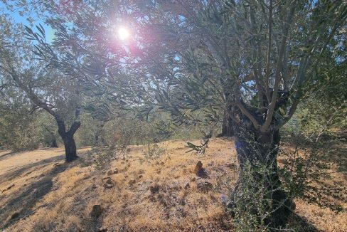 Bahçedere Köyü'nde Satılık Yol Cepheli 13 Dönüm Zeytinlik