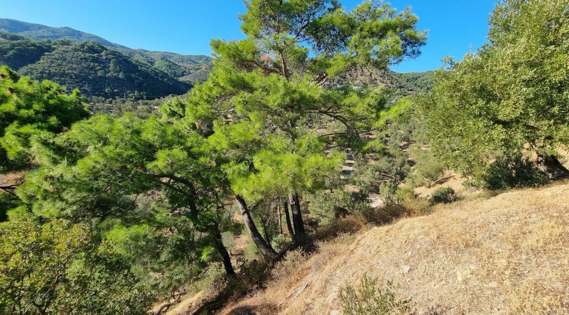 Bahçedere Köyü'nde Satılık Yol Cepheli 13 Dönüm Zeytinlik (26)