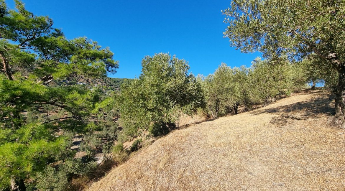 Bahçedere Köyü'nde Satılık Yol Cepheli 13 Dönüm Zeytinlik (27)