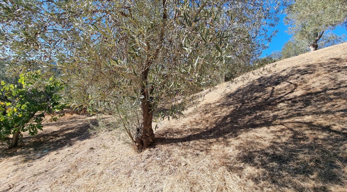 Bahçedere Köyü'nde Satılık Yol Cepheli 13 Dönüm Zeytinlik (3)