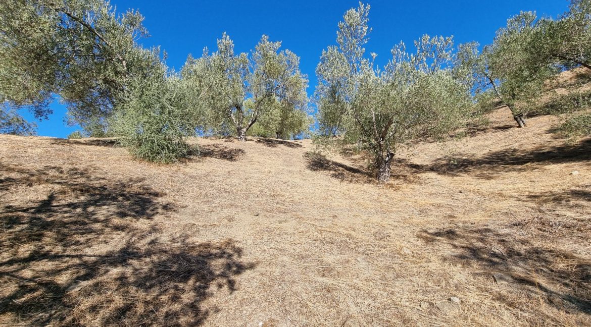 Bahçedere Köyü'nde Satılık Yol Cepheli 13 Dönüm Zeytinlik (4)