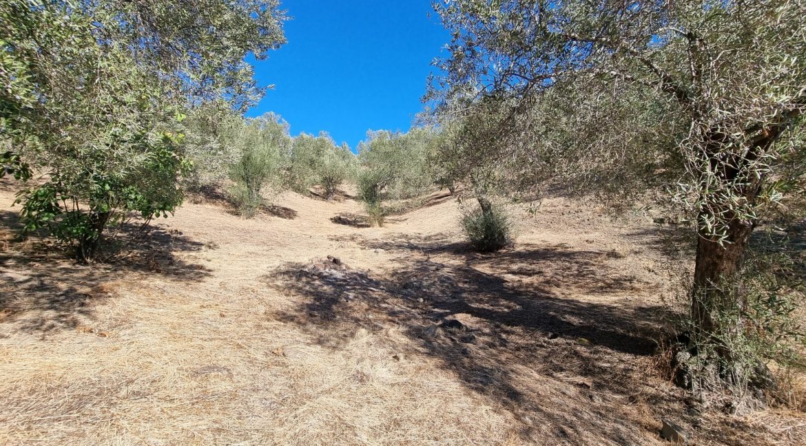 Bahçedere Köyü'nde Satılık Yol Cepheli 13 Dönüm Zeytinlik (5)