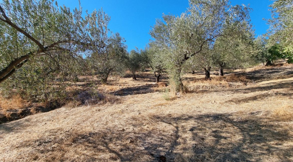 Bahçedere Köyü'nde Satılık Yol Cepheli 13 Dönüm Zeytinlik (7)