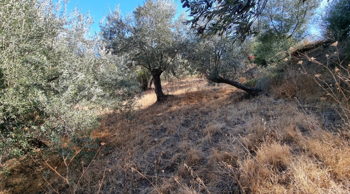 Yeşilyurt Köyü'nde Satılık Muhteşem Manzaralı Zeytinlik (10)_1600x901