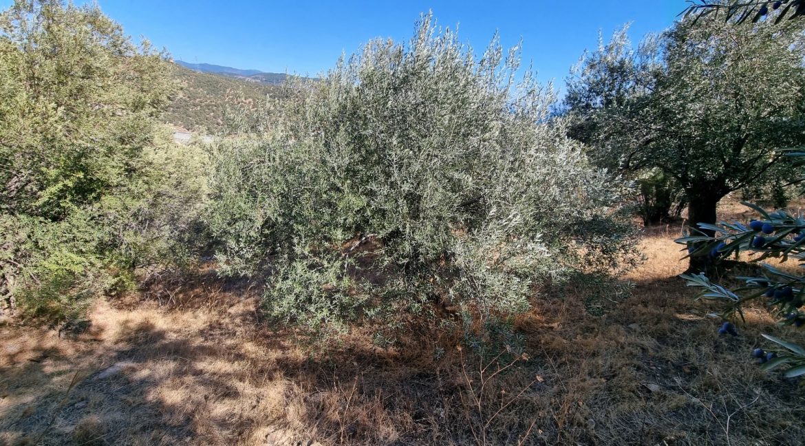 Yeşilyurt Köyü'nde Satılık Muhteşem Manzaralı Zeytinlik (11)_1600x901