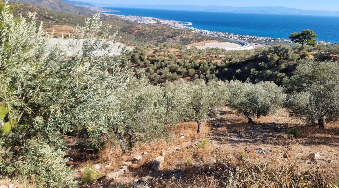 Yeşilyurt Köyü'nde Satılık Muhteşem Manzaralı Zeytinlik (13)_1600x901