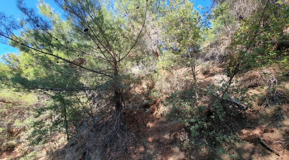 Yeşilyurt Köyü'nde Satılık Muhteşem Manzaralı Zeytinlik (15)_1600x901