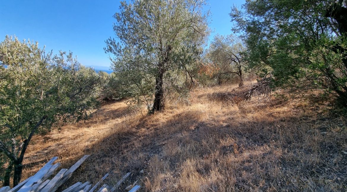 Yeşilyurt Köyü'nde Satılık Muhteşem Manzaralı Zeytinlik (2)_1600x901
