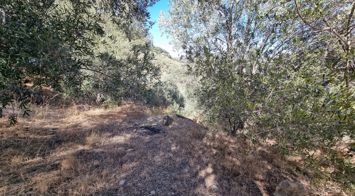 Yeşilyurt Köyü'nde Satılık Muhteşem Manzaralı Zeytinlik (4)_1600x901