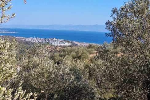 Yeşilyurt Köyü'nde Satılık Muhteşem Manzaralı Zeytinlik