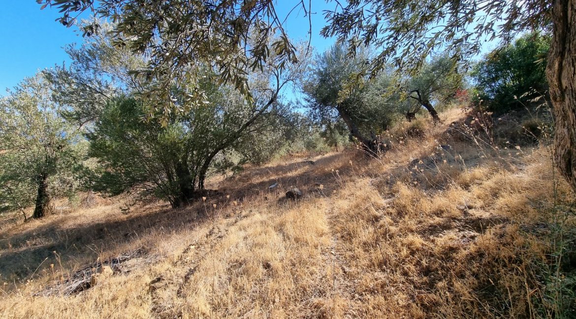 Yeşilyurt Köyü'nde Satılık Muhteşem Manzaralı Zeytinlik (8)_1600x901