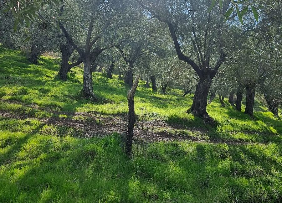 Adatepe Köyü'nde Satılık Zeytinlik (1)