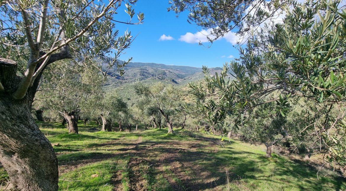 Adatepe Köyü'nde Satılık Zeytinlik (10)