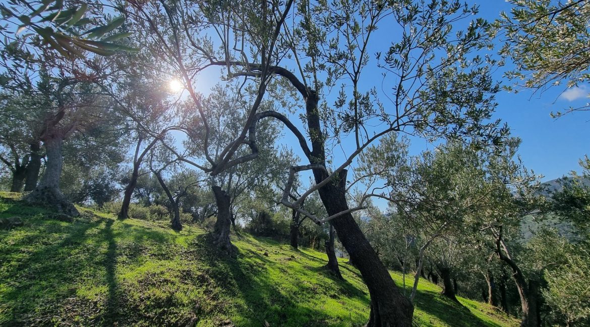 Adatepe Köyü'nde Satılık Zeytinlik (11)