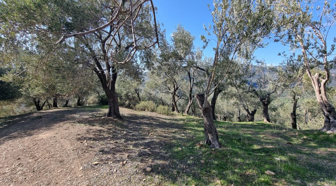 Adatepe Köyü'nde Satılık Zeytinlik (12)